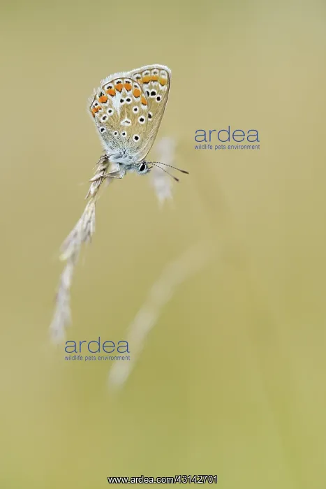 : grass. male Common Blue (Polyommatus icarus) resting on culm of unidentified grass : grass. male Common Blue (Polyommatus icarus) resting on culm of unidentified grass