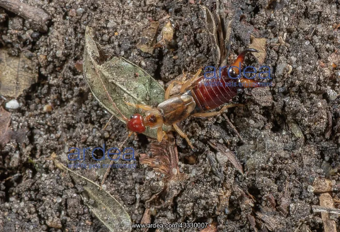 : Male Common earwig, Forficula auricularia, scave : Male Common earwig, Forficula auricularia, scave