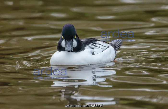 : Male Common goldeneye, Bucephala clangula, on la : Male Common goldeneye, Bucephala clangula, on la
