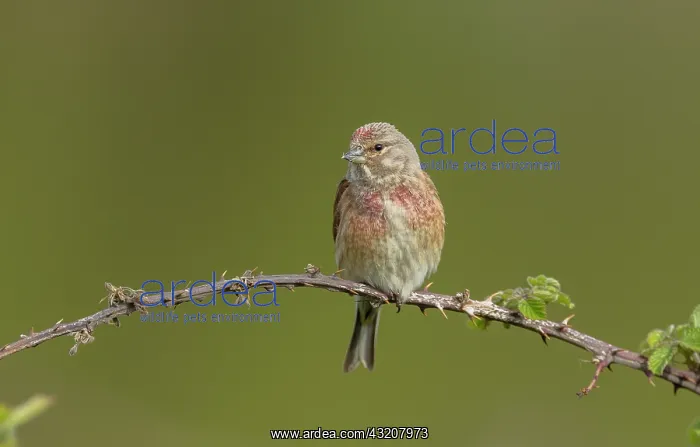 : Male Common linnet, Linaria cannabina, perched o : Male Common linnet, Linaria cannabina, perched o