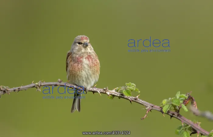 : Male Common linnet, Linaria cannabina, perched o : Male Common linnet, Linaria cannabina, perched o