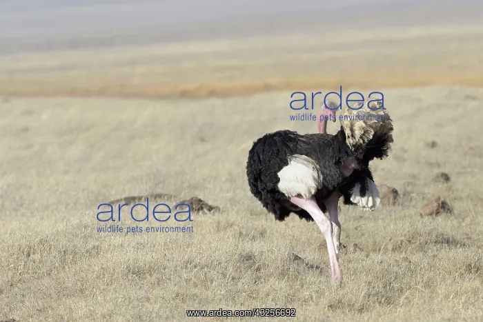 : Male Common Ostrich (Struthio camelus) cleaning : Male Common Ostrich (Struthio camelus) cleaning
