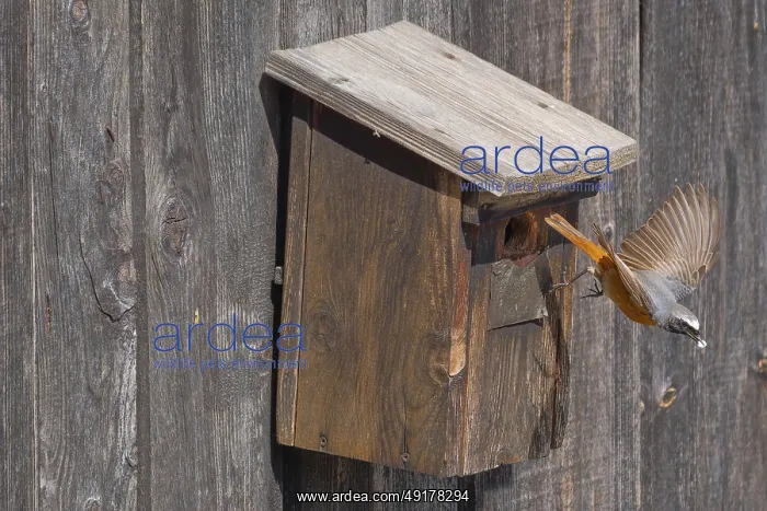 : A male common redstart (Phoenicurus phoenicurus) : A male common redstart (Phoenicurus phoenicurus)