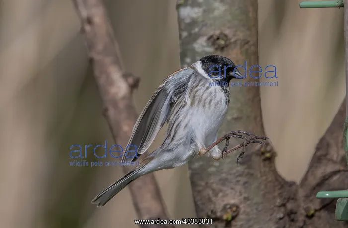 : Male Common reed bunting, Emberiza schoeniclus : Male Common reed bunting, Emberiza schoeniclus