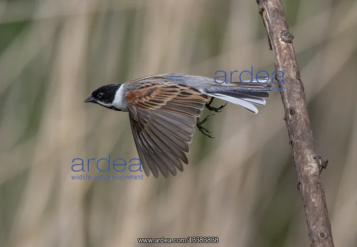 : Male Common reed bunting, Emberiza schoeniclus : Male Common reed bunting, Emberiza schoeniclus