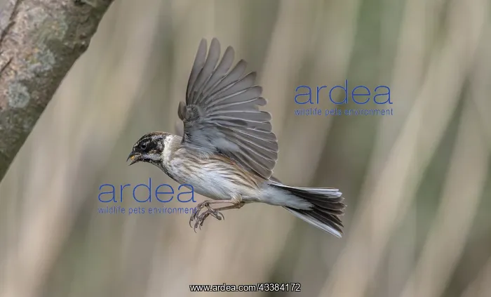 : Male Common reed bunting, Emberiza schoeniclus : Male Common reed bunting, Emberiza schoeniclus