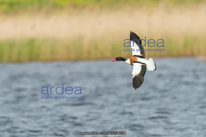 : Male Common Shelduck (Tadorna tadorna ) in flight : Male Common Shelduck (Tadorna tadorna ) in flight