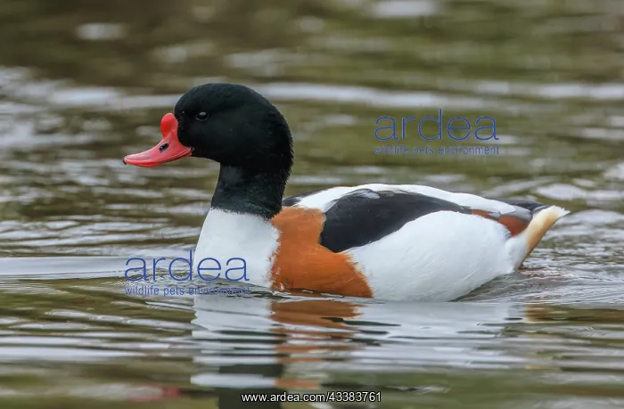 : Male Common shelduck, Tadorna tadorna, swimming : Male Common shelduck, Tadorna tadorna, swimming