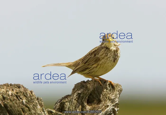 : Male Corn Bunting - on song perch, spring breeding season : Male Corn Bunting - on song perch, spring breeding season