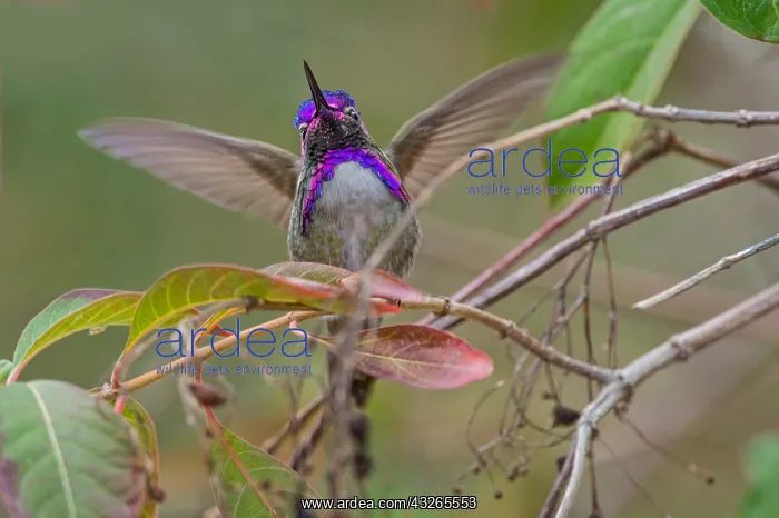 : Male Costa's Hummingbird (Calypte costae) with : Male Costa's Hummingbird (Calypte costae) with