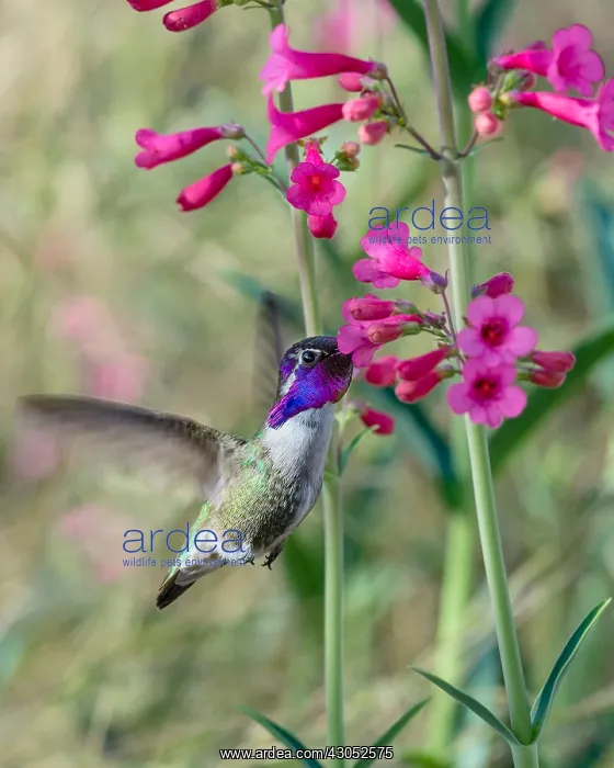 : Male Costa's Hummingbird (Calypte costae) feeding : Male Costa's Hummingbird (Calypte costae) feeding