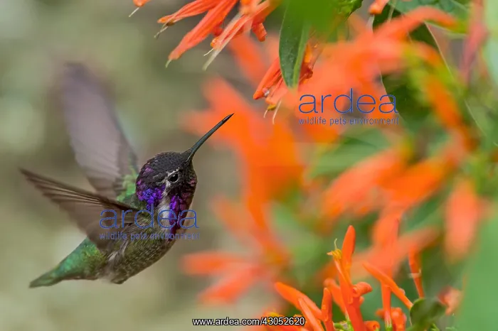  : Male Costa's Hummingbird (Calypte costae) feeding