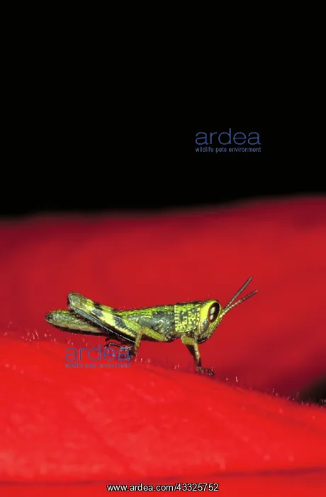 : Male cricket : Male cricket