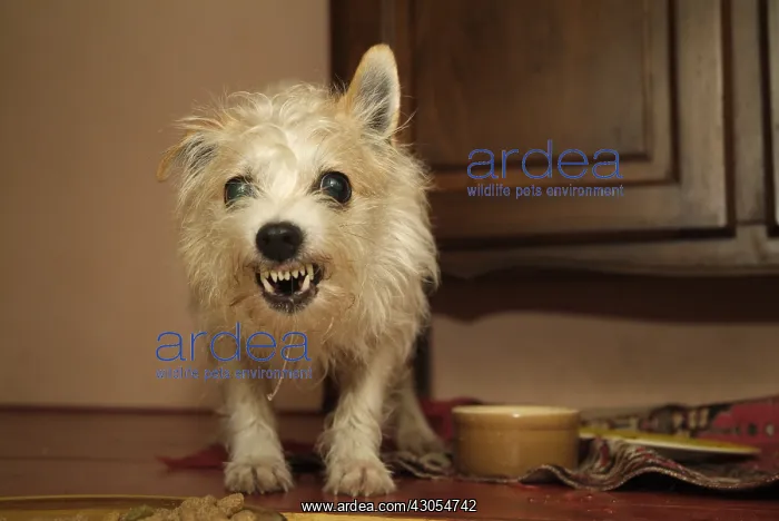 : Male cross dog growling aggressively : Male cross dog growling aggressively
