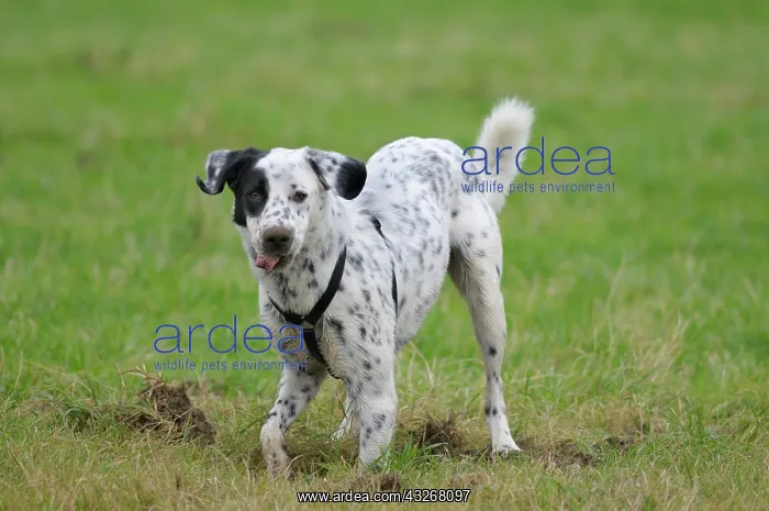 : Male Dalmatian crossbreed, looking into the camera : Male Dalmatian crossbreed, looking into the camera