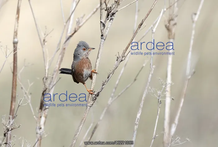 : A male Dartford Warbler (Sylvia undata) displays : A male Dartford Warbler (Sylvia undata) displays