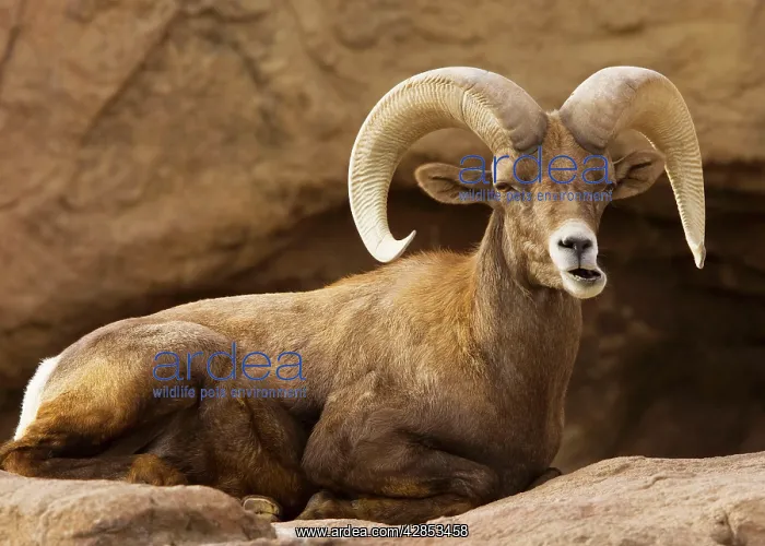 : Male Desert Bighorn Sheep - Lying down : Male Desert Bighorn Sheep - Lying down