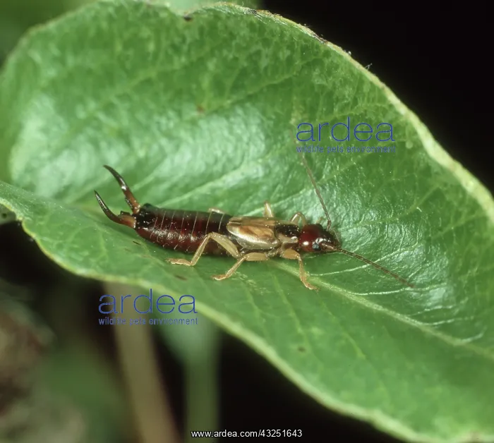 : Male Earwig : Male Earwig