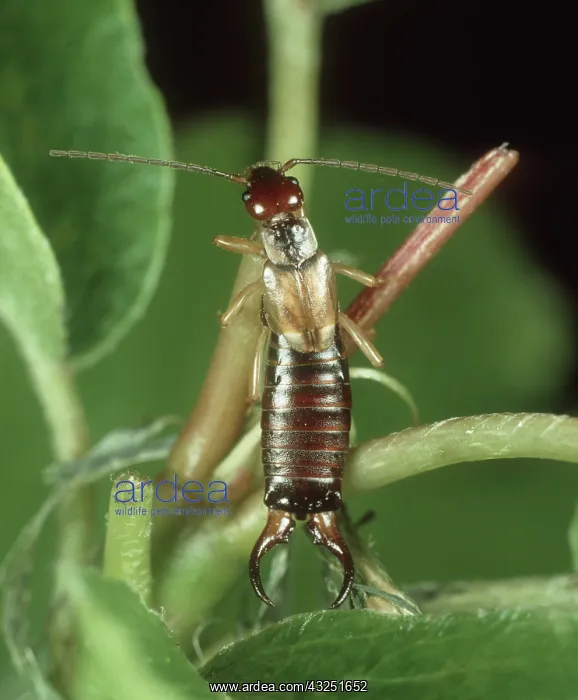 : Male Earwig : Male Earwig