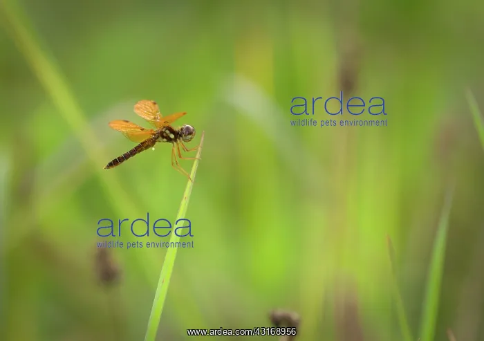: A male Eastern Amberwing : A male Eastern Amberwing