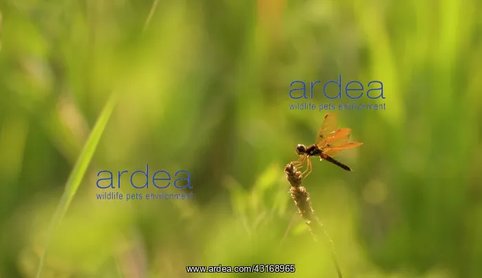 : A male Eastern Amberwing : A male Eastern Amberwing