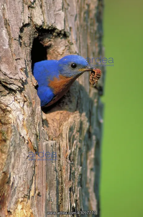 : Male Eastern Blubird emerging : Male Eastern Blubird emerging