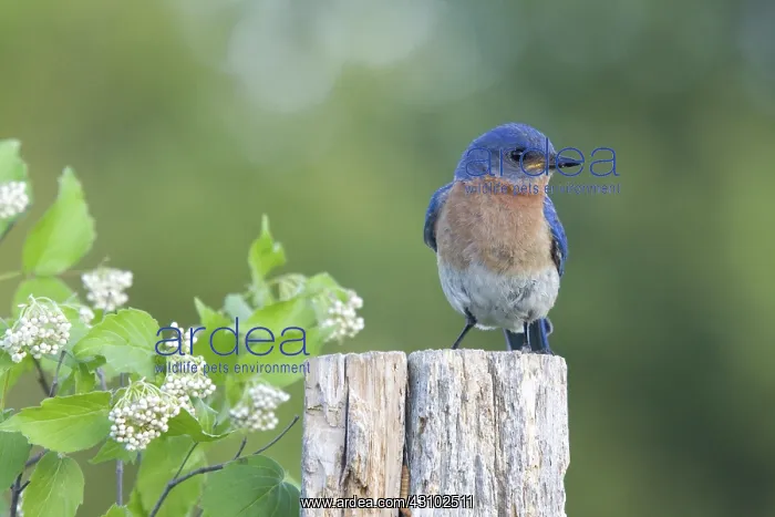 : Male Eastern Bluebird : Male Eastern Bluebird