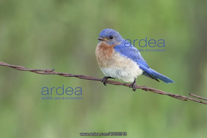: Male Eastern Bluebird : Male Eastern Bluebird