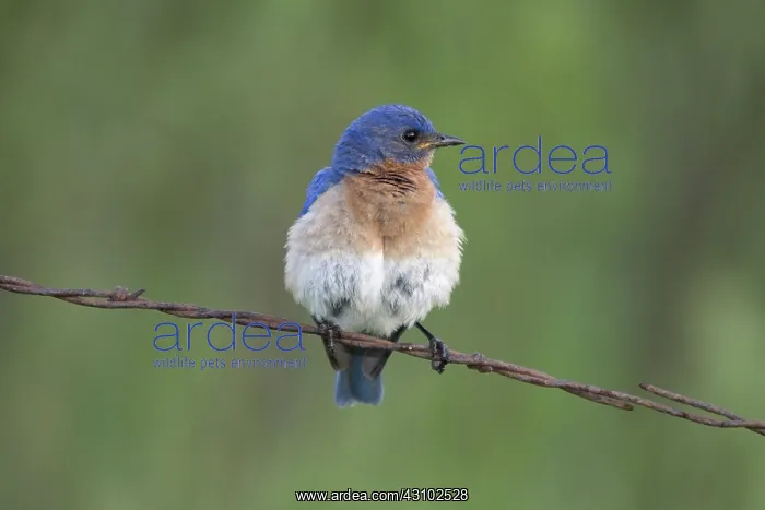 : Male Eastern Bluebird : Male Eastern Bluebird