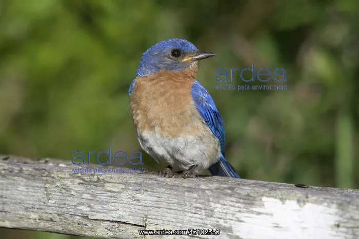 : Male Eastern Bluebird : Male Eastern Bluebird