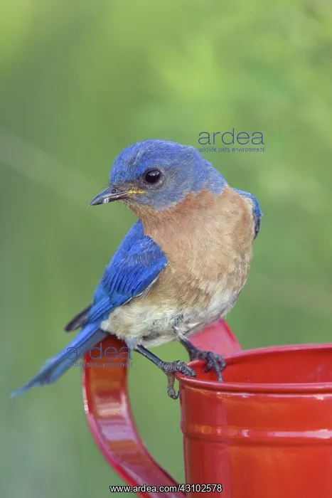 : Male Eastern Bluebird : Male Eastern Bluebird