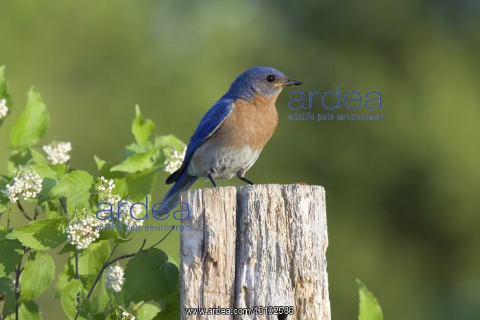 : Male Eastern Bluebird : Male Eastern Bluebird