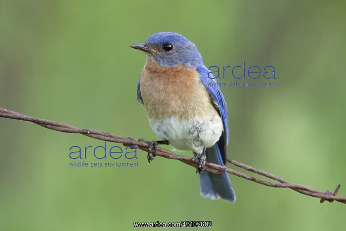 : Male Eastern Bluebird : Male Eastern Bluebird