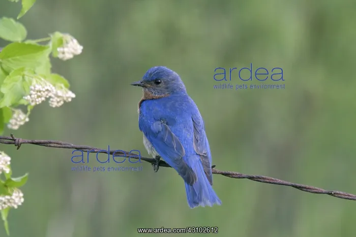 : Male Eastern Bluebird : Male Eastern Bluebird