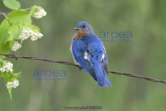 : Male Eastern Bluebird : Male Eastern Bluebird