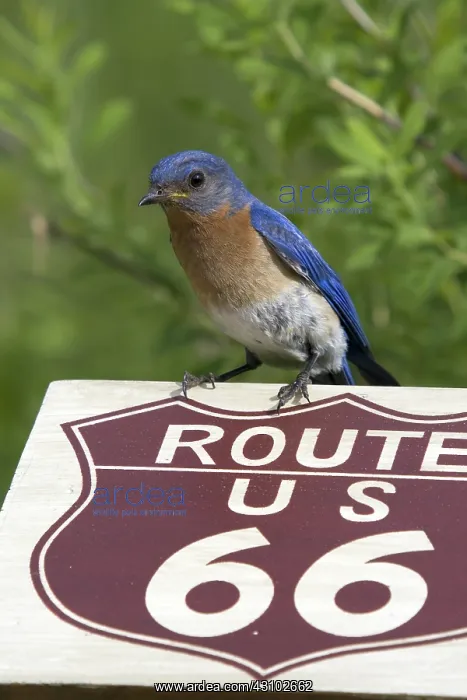  : Male Eastern Bluebird