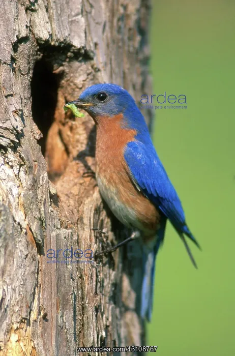 : Male Eastern Bluebird : Male Eastern Bluebird