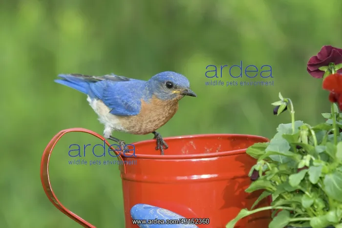 : Male Eastern Bluebird : Male Eastern Bluebird