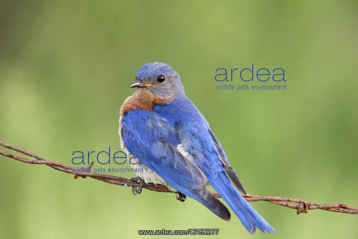 : Male Eastern Bluebird : Male Eastern Bluebird