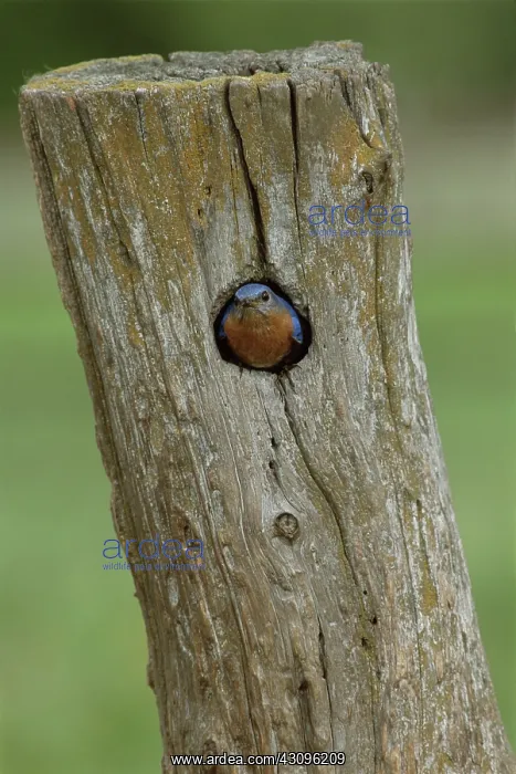 : Male eastern bluebird in his nest : Male eastern bluebird in his nest