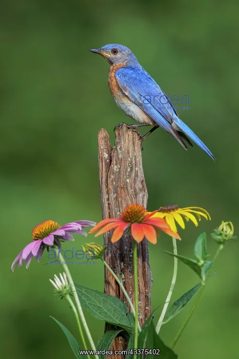 : Male Eastern bluebird on old fence post with cone flowers : Male Eastern bluebird on old fence post with cone flowers