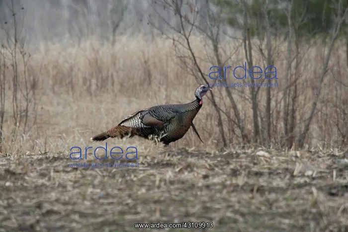 : Male Eastern Wild Turkey : Male Eastern Wild Turkey
