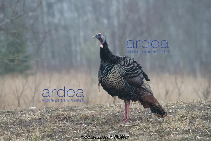 : Male Eastern Wild Turkey : Male Eastern Wild Turkey