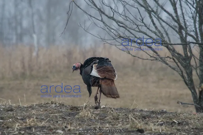 : Male Eastern Wild Turkey : Male Eastern Wild Turkey