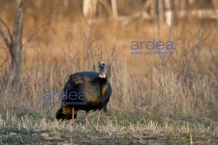: Male Eastern Wild Turkey : Male Eastern Wild Turkey