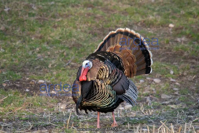 : Male Eastern Wild Turkey : Male Eastern Wild Turkey
