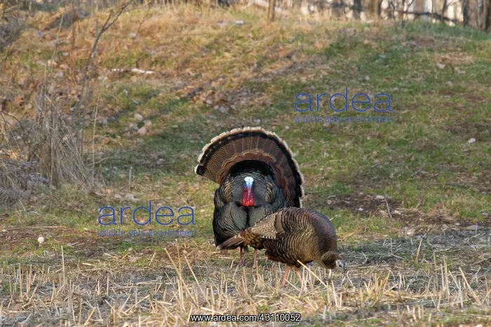 : Male Eastern Wild Turkey : Male Eastern Wild Turkey