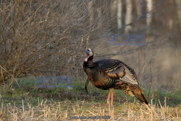 : Male Eastern Wild Turkey : Male Eastern Wild Turkey