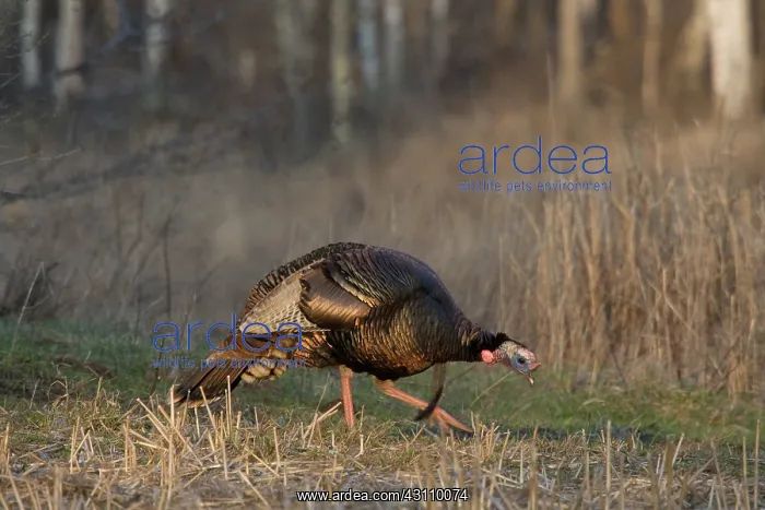 : Male Eastern Wild Turkey : Male Eastern Wild Turkey