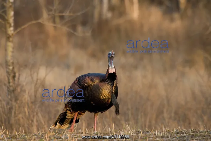 : Male Eastern Wild Turkey : Male Eastern Wild Turkey